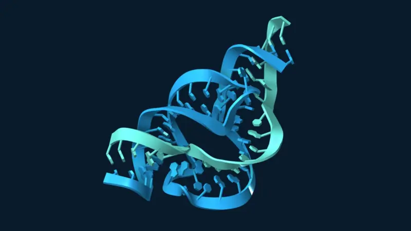 Blue and teal RNA strands in a hammerhead ribozyme structure, shown against a dark navy background.