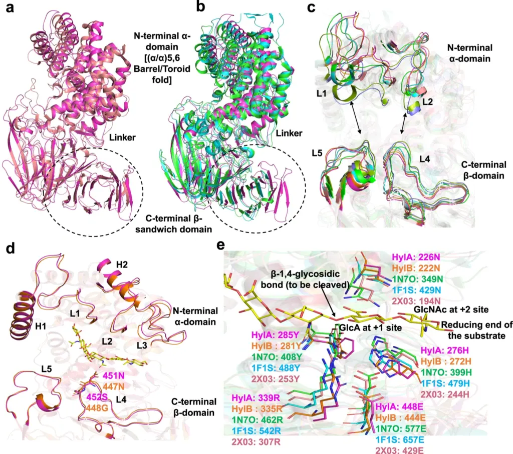 Five-panel structural comparison showing HylA, HylB and related bacterial enzymes, their substrate-binding clefts and catalytic residues.