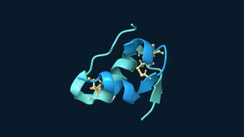 Human insulin ribbon model with its two peptide chains in blue and teal and cysteine residues highlighted in gold.