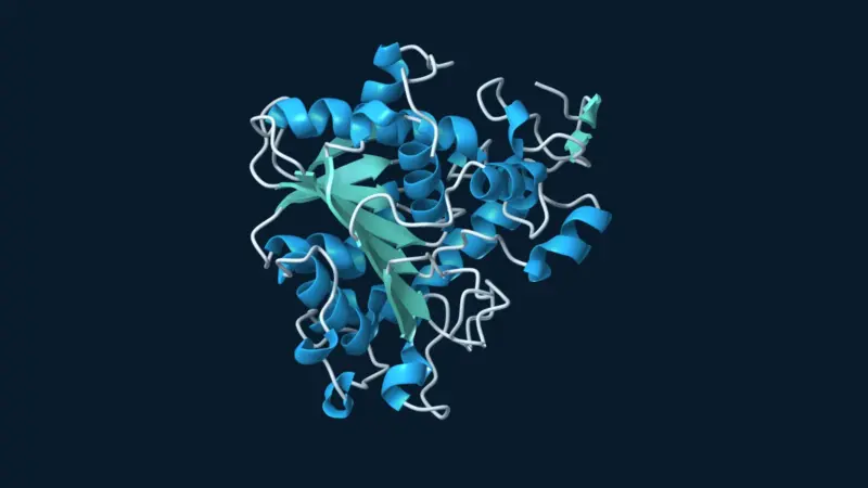 Blue and teal ribbon model of Candida antarctica lipase B on a dark navy background.