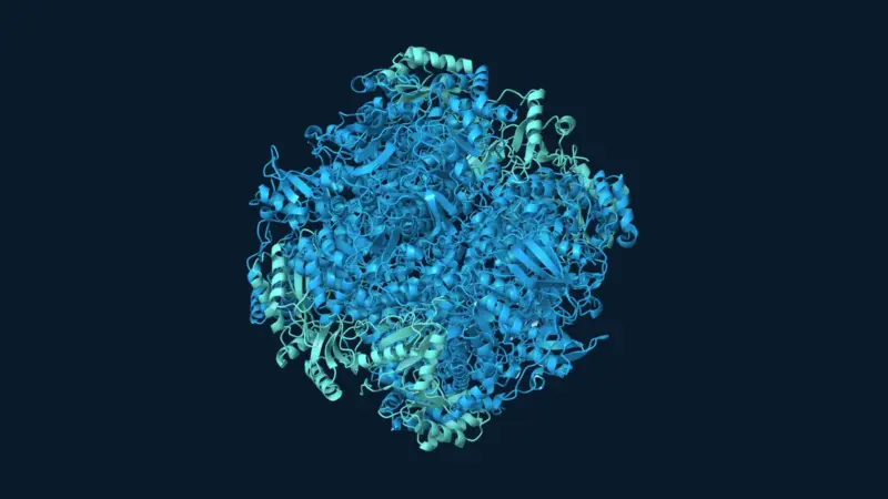 Ribbon model of spinach Rubisco, with eight large subunits in blue and eight small subunits in teal on a dark background.