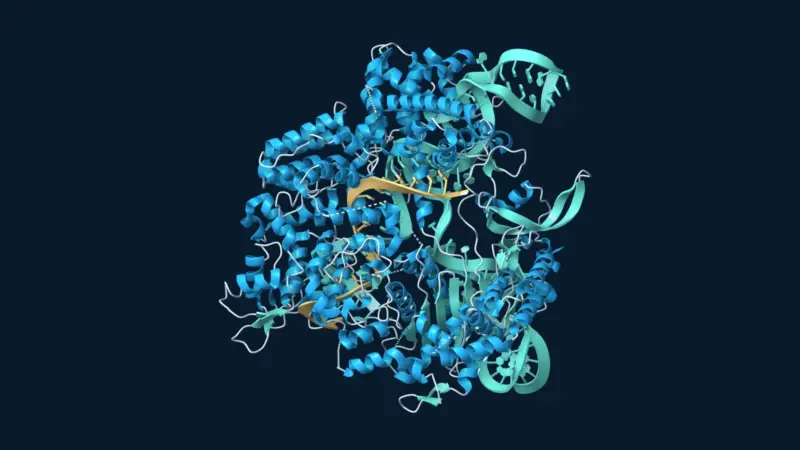 Ribbon model of a Cas9 protein surrounding guide RNA and target DNA on a dark navy background.