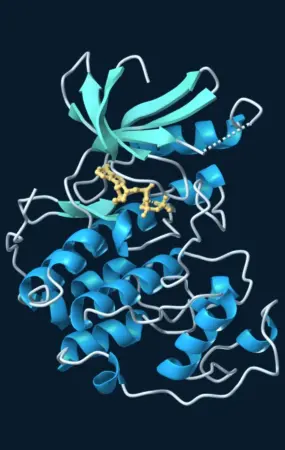 Blue and teal ribbon structure of CDK2 with bound ATP shown in gold.