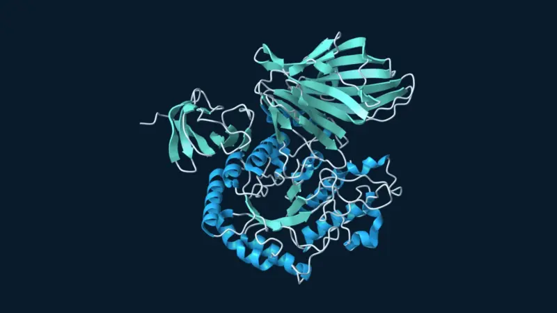Ribbon structure of FpGalNase, an enzyme involved in removing blood-group A sugar markers.