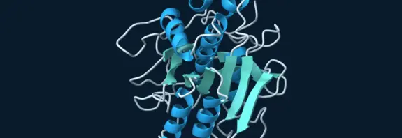 Ribbon structure of PB92 protease, showing blue helices, teal sheets and pale loops.
