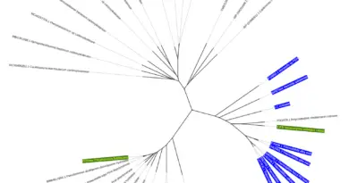 A phylogenetic tree illustrating the evolutionary relationships between selected polyesterase enzymes and their homologs, with certain branches highlighted.