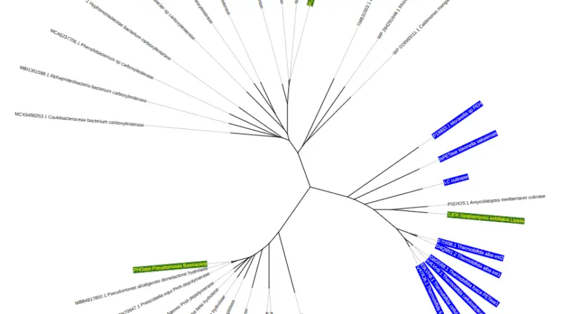 A phylogenetic tree illustrating the evolutionary relationships between selected polyesterase enzymes and their homologs, with certain branches highlighted.