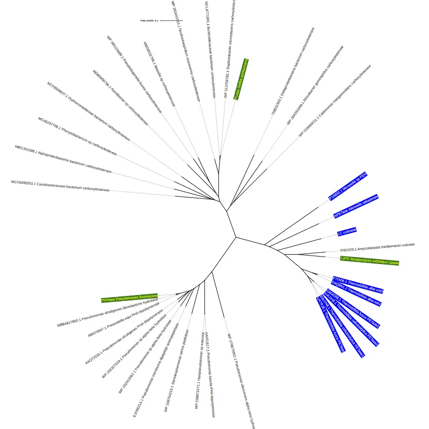 A phylogenetic tree illustrating the evolutionary relationships between selected polyesterase enzymes and their homologs, with certain branches highlighted.