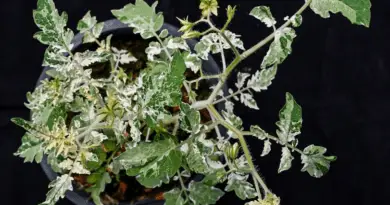 A tomato plant with variegated leaves displaying patches of dark green, medium green, light green, and white.