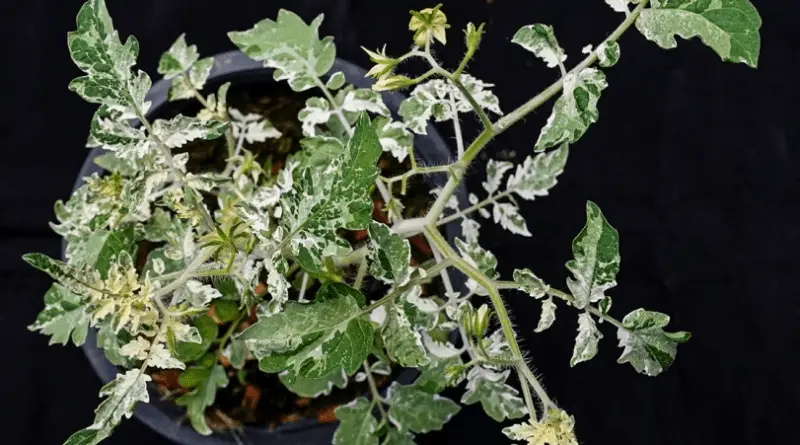 A tomato plant with variegated leaves displaying patches of dark green, medium green, light green, and white.