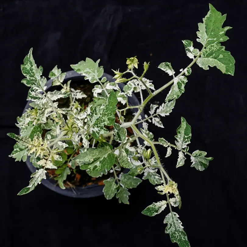 A tomato plant with variegated leaves displaying patches of dark green, medium green, light green, and white.