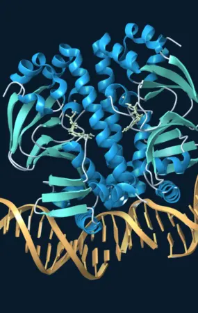 Blue and teal ribbon models of the Clr protein bound to gold DNA, with small ligands shown in pale green.