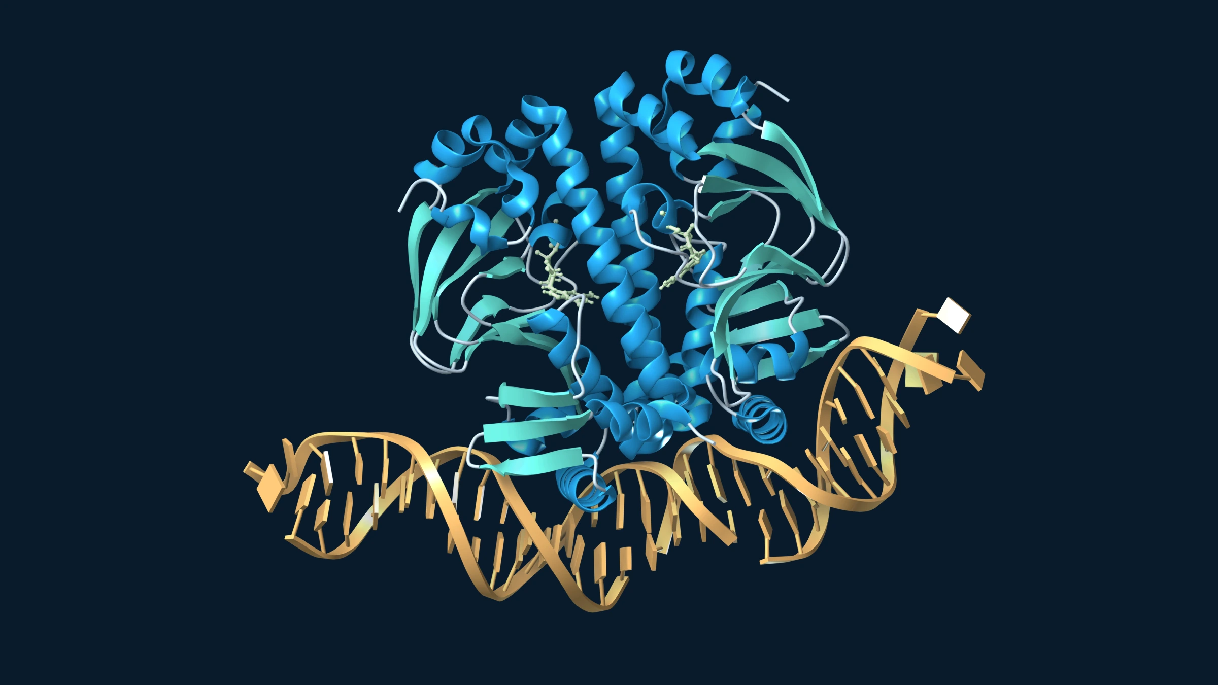 Blue and teal ribbon models of the Clr protein bound to gold DNA, with small ligands shown in pale green.