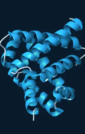 Blue ribbon model of the designed serine hydrolase win31, showing its folded helical structure.