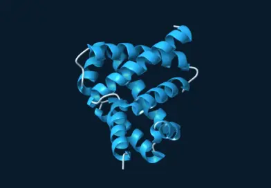 Blue ribbon model of the designed serine hydrolase win31, showing its folded helical structure.