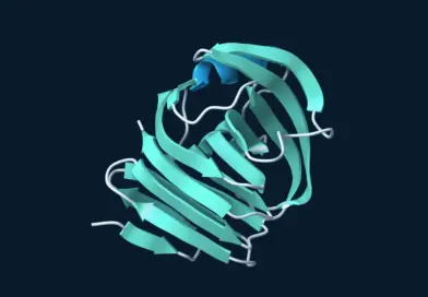 Ribbon model of a representative GH11 xylanase, with teal beta sheets and pale loops on a dark blue background.