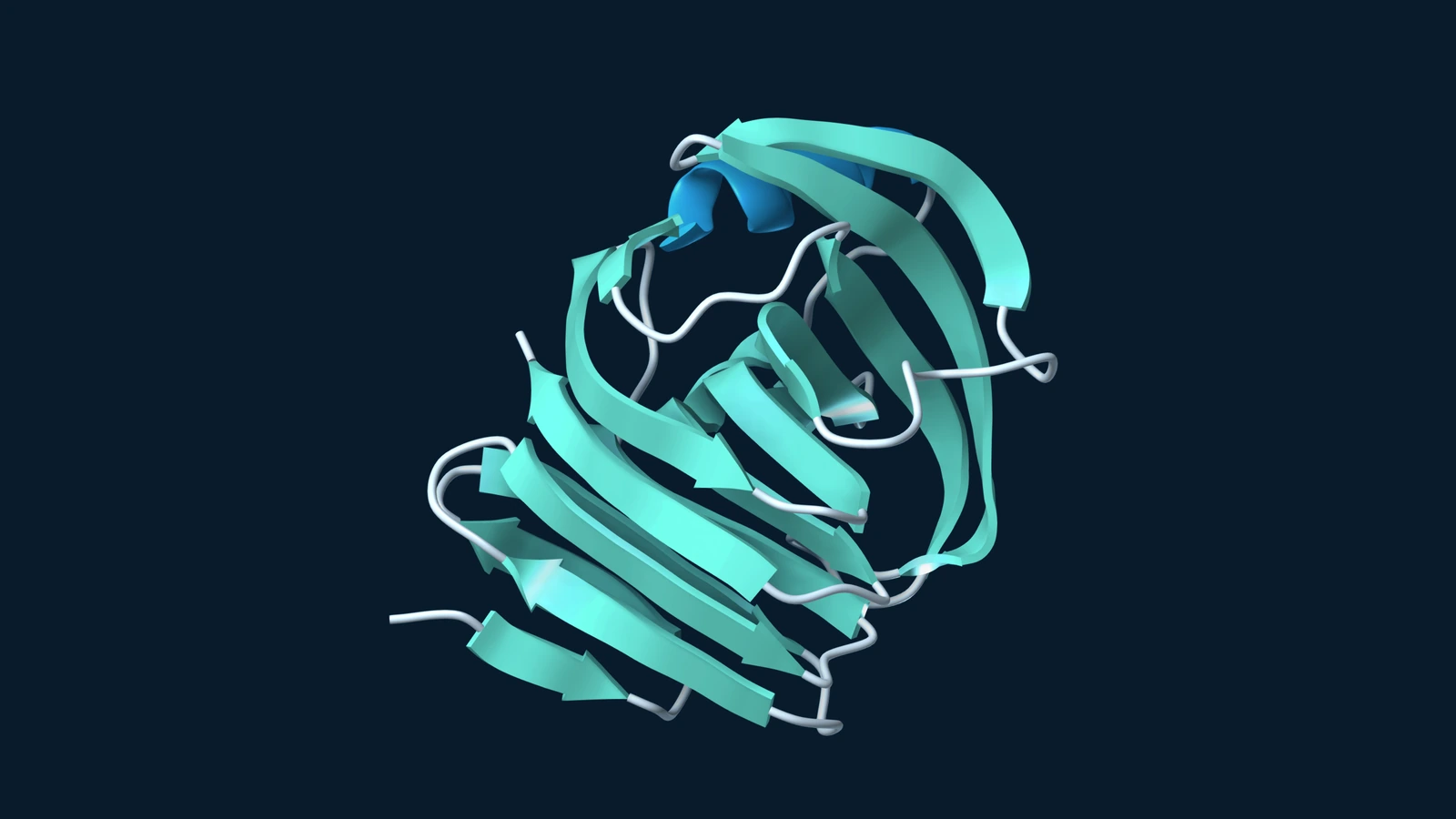 Ribbon model of a representative GH11 xylanase, with teal beta sheets and pale loops on a dark blue background.