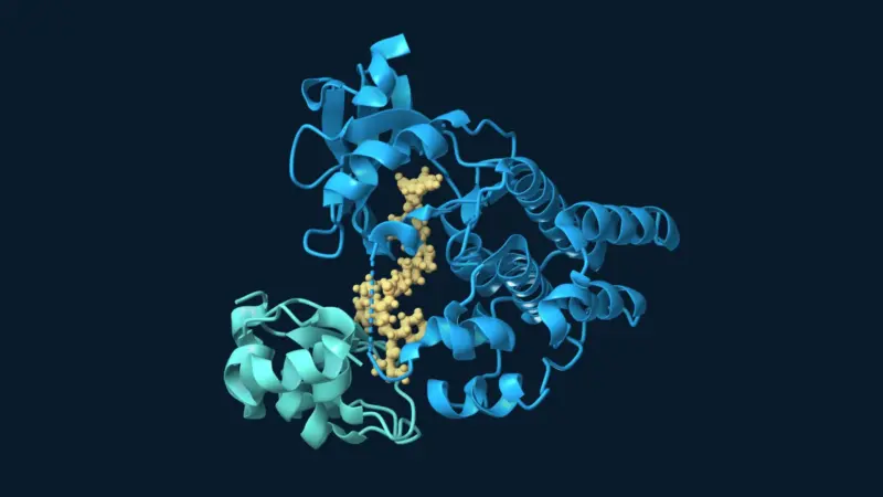 A gold molecule links the blue BTK enzyme to a teal protein fragment involved in marking proteins for removal.