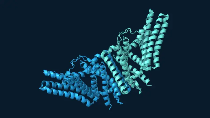 A molecular view of two joined copies of the human SOAT1 enzyme, coloured blue and teal.