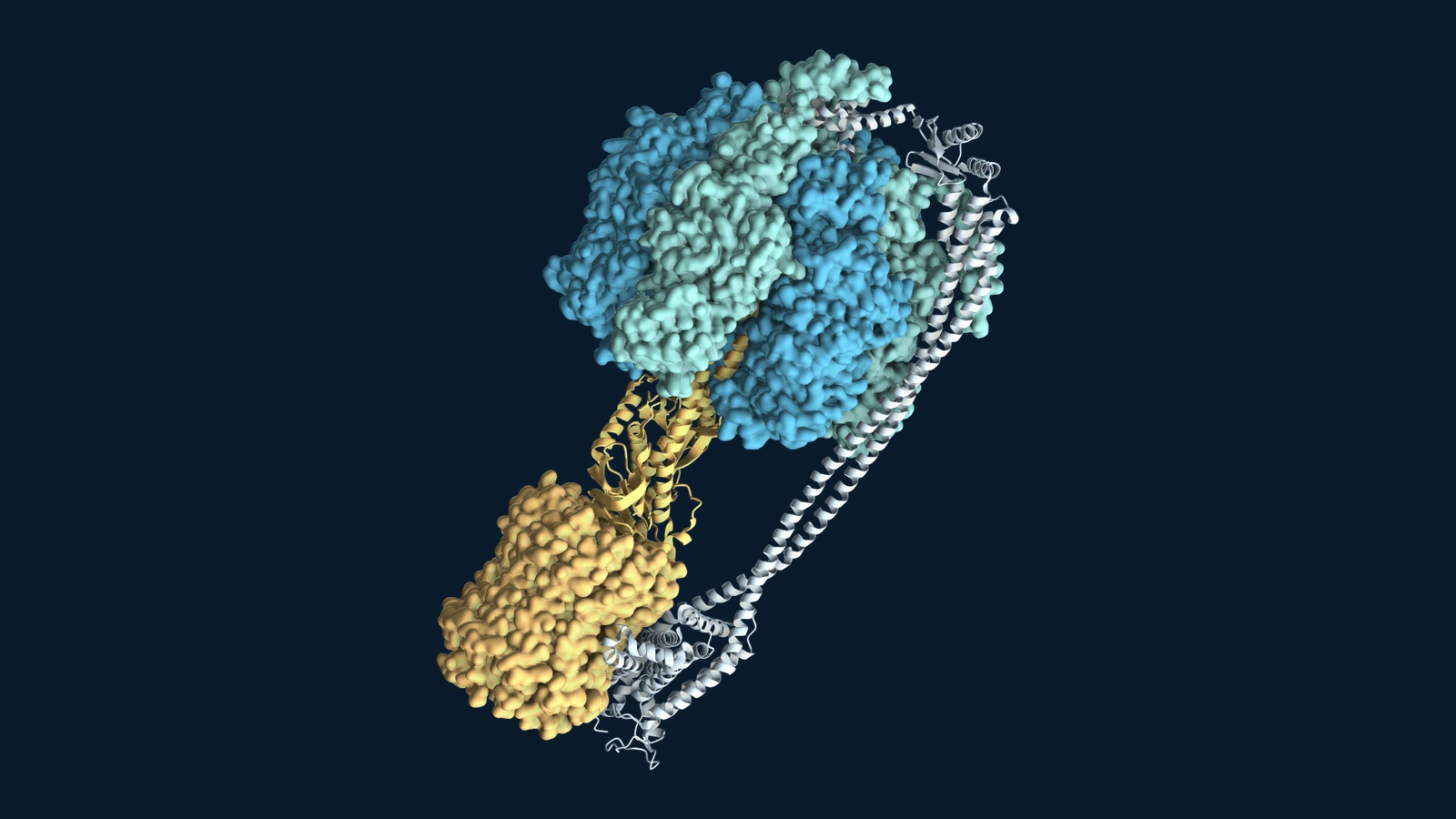 Mol* molecular portrait of the Escherichia coli ATP synthase complex, showing its catalytic head, stalks and membrane motor against dark navy.