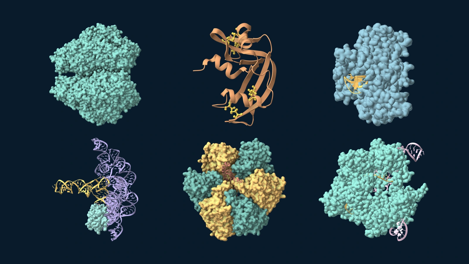 Six enzyme structures on a dark navy background: urease, ribonuclease A and EcoRI with DNA above RNase P with tRNA, the F1-ATPase head and Cas9 with RNA and DNA.